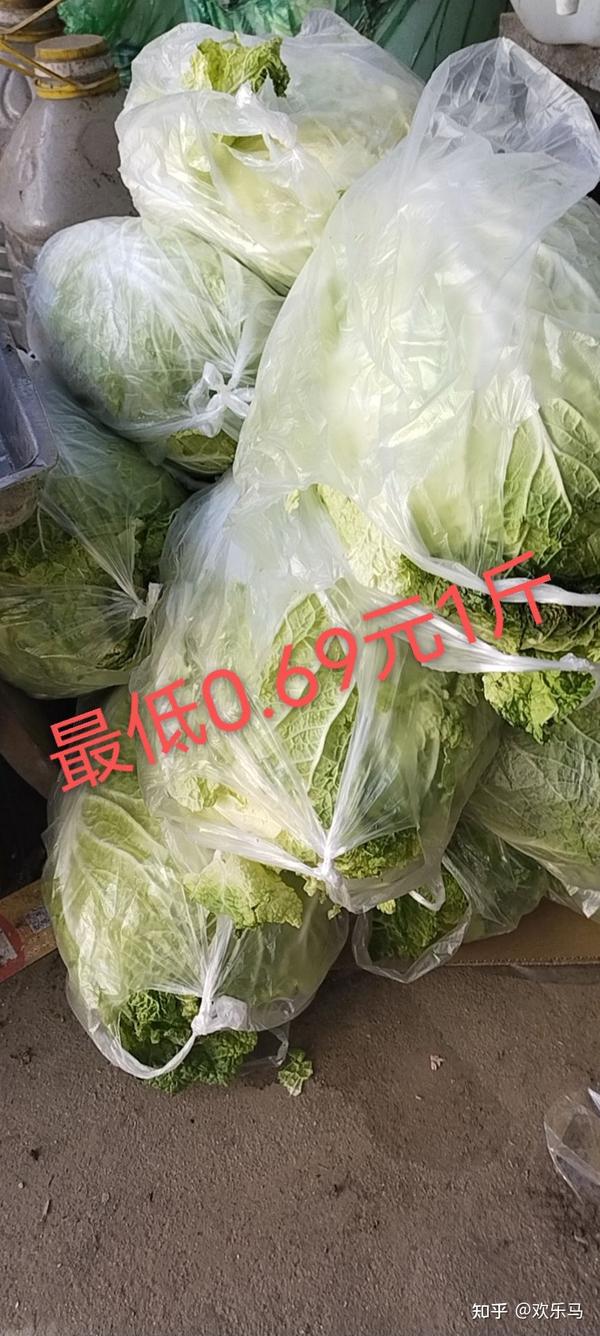 定州白菜最新价格动态分析