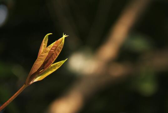 白芨最新催芽法及其应用