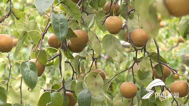 夏津地瓜最新价格动态及市场分析